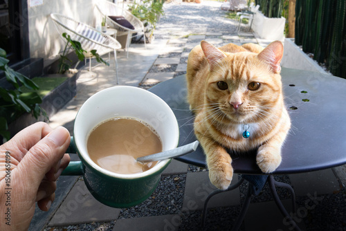 Man and pets enjoy life together at coffee shop.