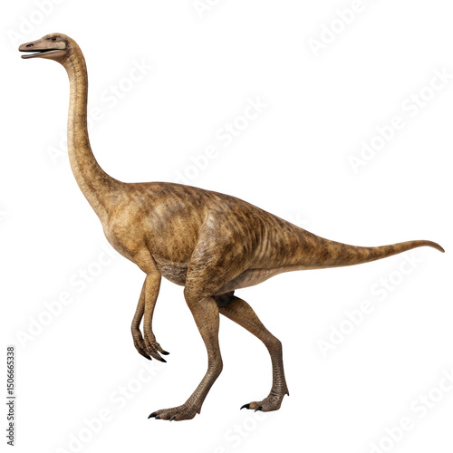 Gallimimus, an ostrich like dinosaur from the late cretaceous period, is depicted walking against a transparent background, offering flexibility for various design projects
