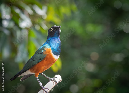 Superb starling bird at Bird Paradise in Singapore 