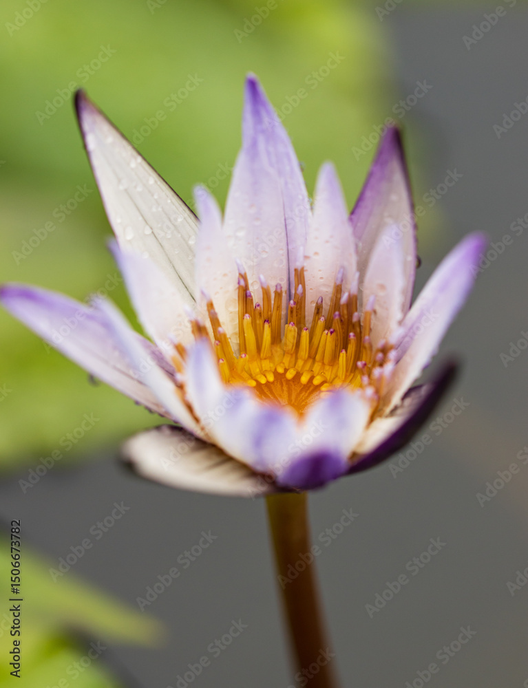Fototapeta premium A flower with a yellow center and purple petals