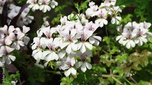 Pelargonium flowers streaked with red