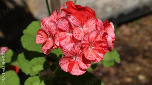 Pelargonium flowers streaked with red