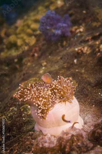 Beautiful clownfish in the anemone in the warm tropical water of Thailand, Similan islands in the Andaman Sea in Asia. Underwater scuba diving