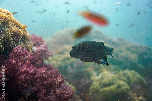 Beautiful pufferfish puffer fish swimming in the colourful coral reef in the Similan Islands in Thailand, Andaman Sea in Asia. Scuba Diving underwater photography