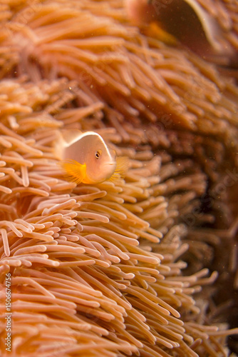 Beautiful clownfish in the anemone in the warm tropical water of Thailand, Similan islands in the Andaman Sea in Asia. Underwater scuba diving