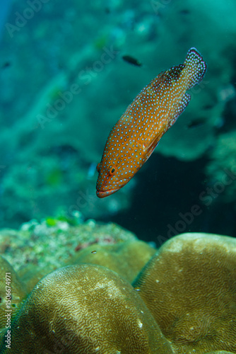 Beautiful coral fish swimming in the colourful coral reef in the Similan Islands in Thailand, Andaman Sea in Asia. Scuba Diving underwater photography