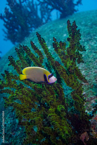 Beautiful emperor angelfish angel fish swimming in the colourful coral reef in the Similan Islands in Thailand, Andaman Sea in Asia. Scuba Diving underwater photography