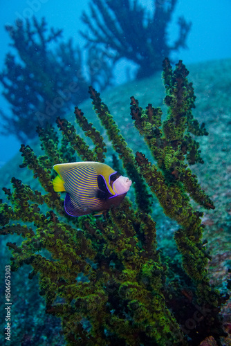 Beautiful emperor angelfish angel fish swimming in the colourful coral reef in the Similan Islands in Thailand, Andaman Sea in Asia. Scuba Diving underwater photography