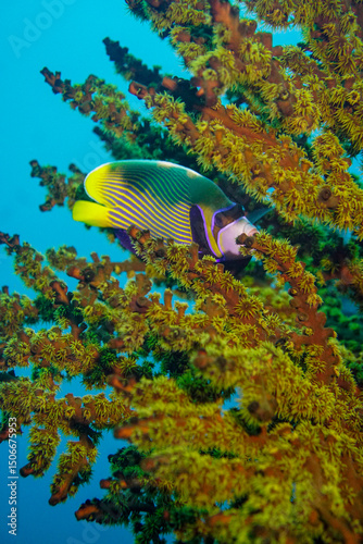 Beautiful emperor angelfish angel fish swimming in the colourful coral reef in the Similan Islands in Thailand, Andaman Sea in Asia. Scuba Diving underwater photography