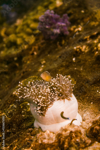 Beautiful clownfish in the anemone in the warm tropical water of Thailand, Similan islands in the Andaman Sea in Asia. Underwater scuba diving