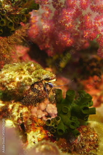 Beautiful coral fish swimming in the colourful coral reef in the Similan Islands in Thailand, Andaman Sea in Asia. Scuba Diving underwater photography
