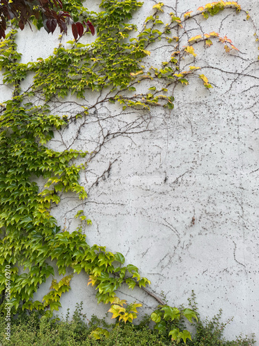 Green ivy vines climbing on white concrete wall with textured surface