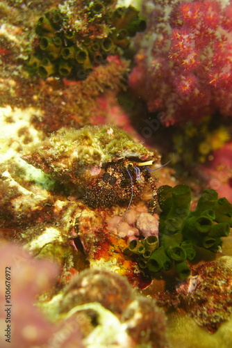 Beautiful crab in a shell on the colourful coral reef in the Similan Islands in Thailand, Andaman Sea in Asia. Scuba Diving underwater photography