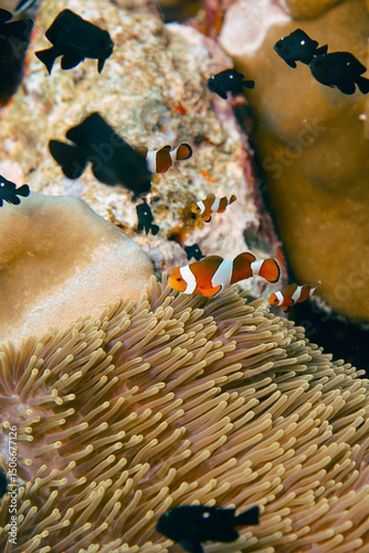 Beautiful clownfish in the anemone in the warm tropical water of Thailand, Similan islands in the Andaman Sea in Asia. Underwater scuba diving