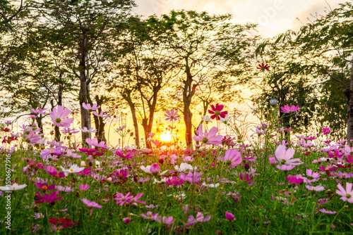 Wallpaper Mural Flowers in sunset Torontodigital.ca