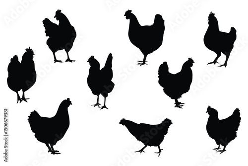 Hen And Rooster. Hen black vector. Set of Isolated silhouettes of Hen.	