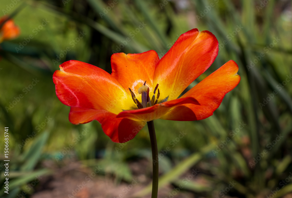 Naklejka premium end of bloom tulip flower