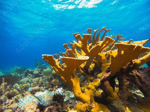 Beautiful coral fish swimming in the colourful coral reef in the Caribbean Sea in South American Curacao. Scuba Diving underwater photography