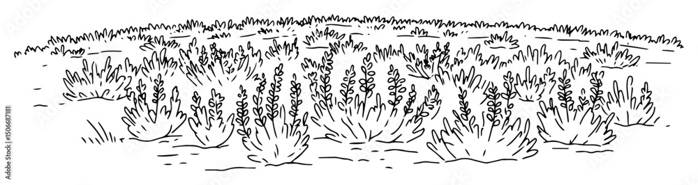 Fototapeta premium meadow with herbs outline landscape vector