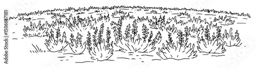 meadow with herbs outline landscape vector