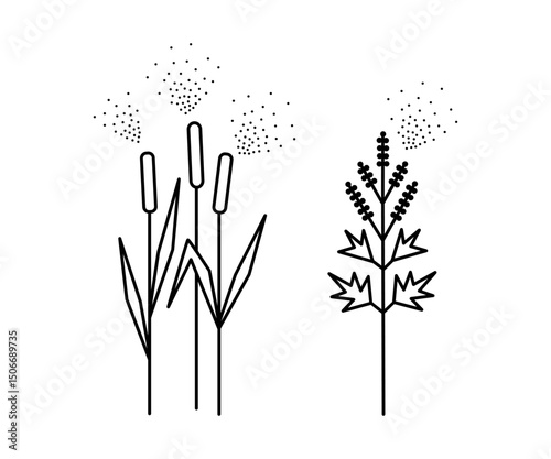 Wind pollinating plants, Timothy grass and Mugwort, causing allergy.