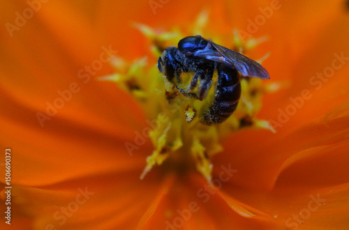 close of fly and flower