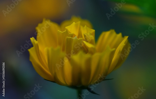 yellow flower in the garden