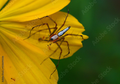 colorful spider on a flower