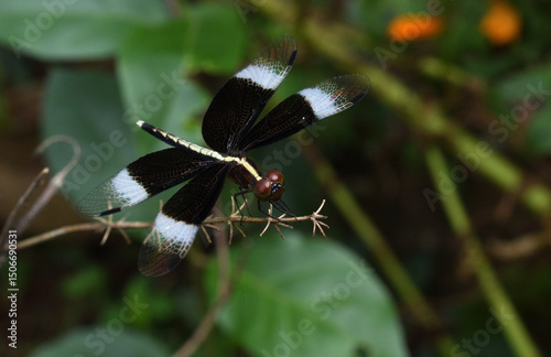 dragon fly on a stem 