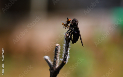 a small fly on stem
