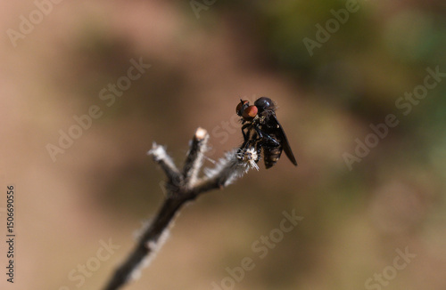 a small fly lands on a stem
