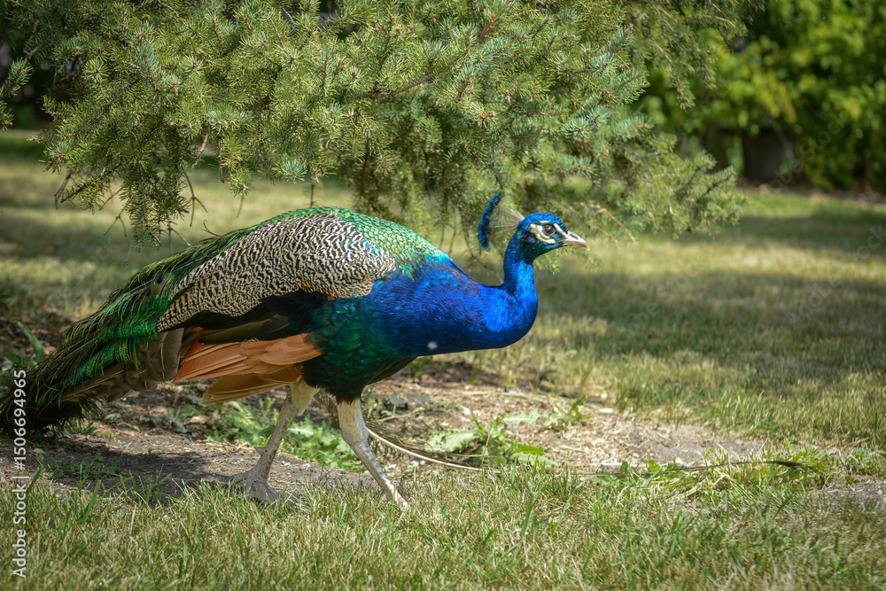 Fototapeta premium Peacock free range at the Zoo