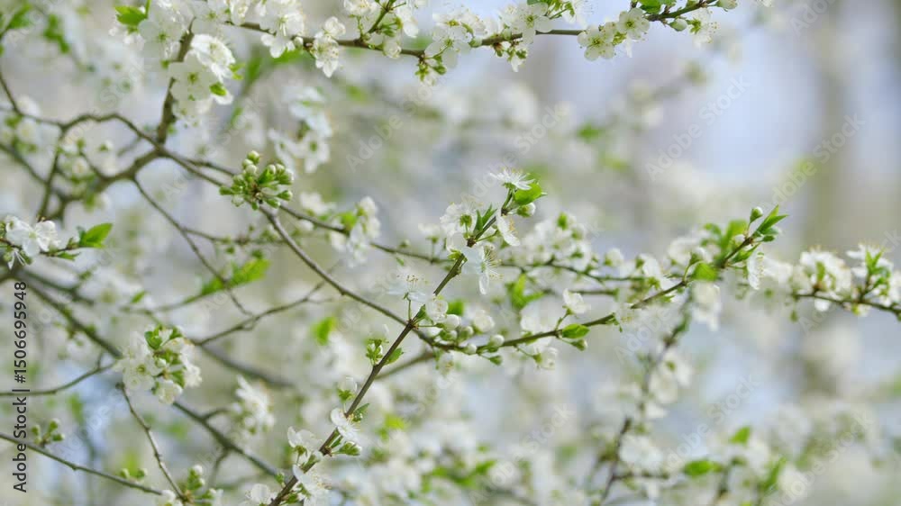 The White Cherry Blossom Branches in Spring Showcase Their Stunning Beauty and Charm The White Cherry Blossom Branches in Spring Showcase Their Stunning Beauty and Charm