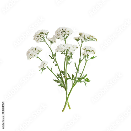 Bouquet of Yarrow Flowers on Transparent Background