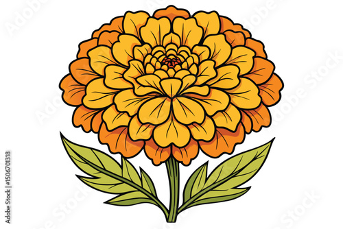Orange and yellow marigold flower isolated on white background