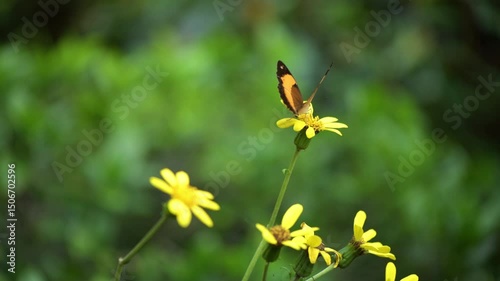The Bordered Rustic butterfly, scientifically known as Cupha prosope, is a species of brush footed butterfly. It is also sometimes called the Australian Rustic or Northern Rustic.
