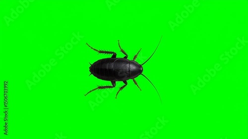Top view of a black cockroach walking on green screen background, generative AI