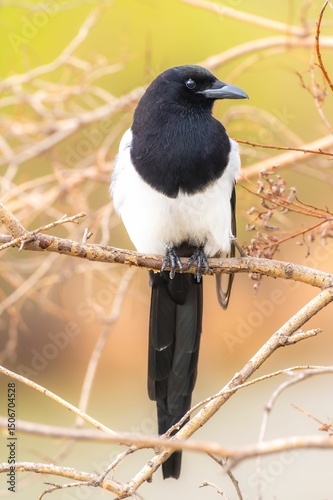 Black-billed magpie perched on a branch with a blurred natural background.