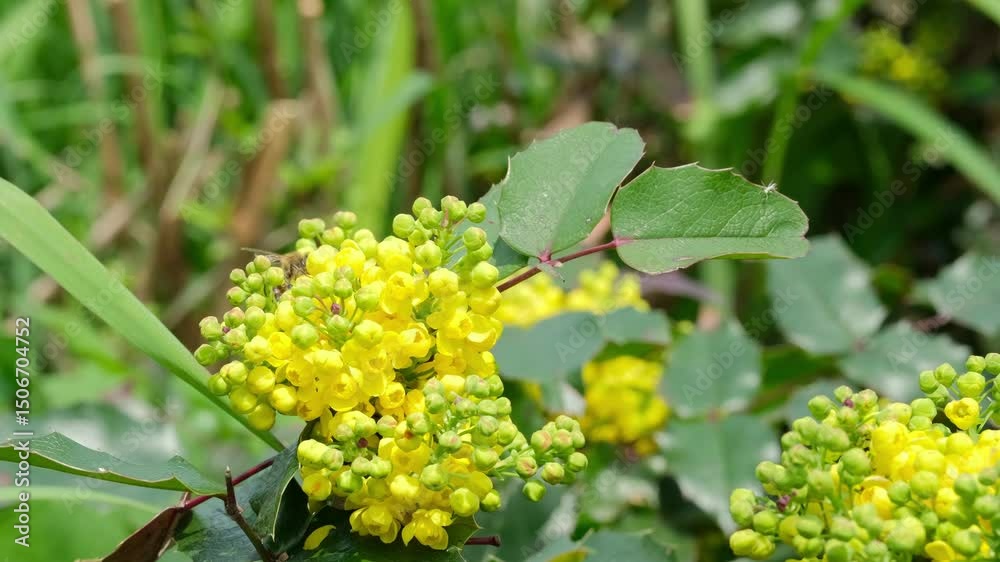 Two bees collect nectar from a yellow flower.