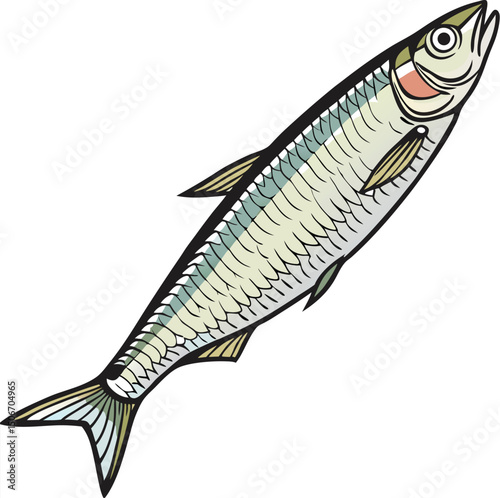 Illustration of a silvery fish, possibly herring or sardine, with detailed scales