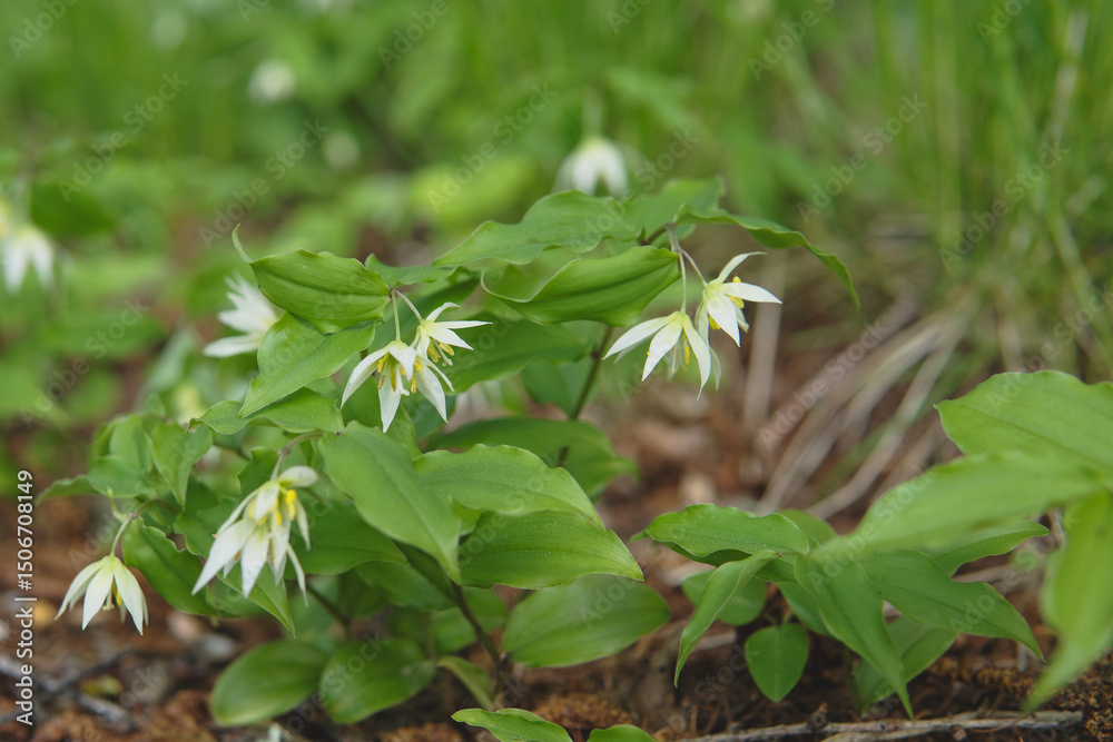 Fototapeta premium 日本：チゴユリ(Disporum smilacinum)／うつむいて咲く白い小さな花の株全体【山野草・イヌサフラン科】長野県・5月