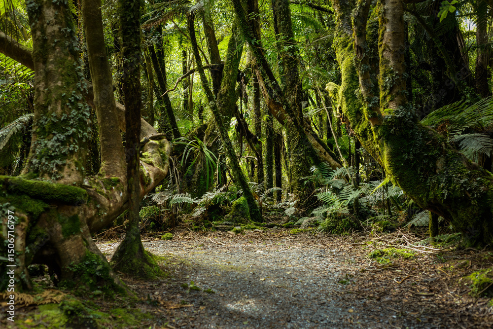 Moss-covered trees in the forest. Fox Glacier Walk. West Coast. South Island. New Zealand. Moss-covered trees in the forest. Fox Glacier Walk. West Coast. South Island. New Zealand.