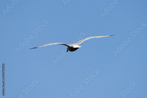 Gabbiano in volo
