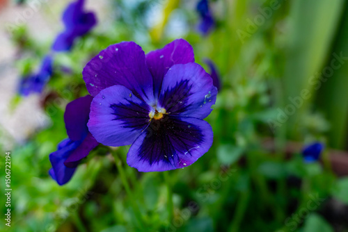 A Violet Pansy (Viola x wittrockiana) in Suffolk, UK