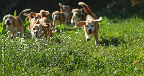 Photography Group of Beagle dogs joyfully running across vibrant green grass in a sunny fiel