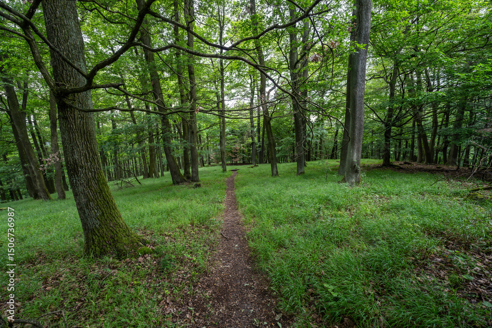 Obraz premium Forest path