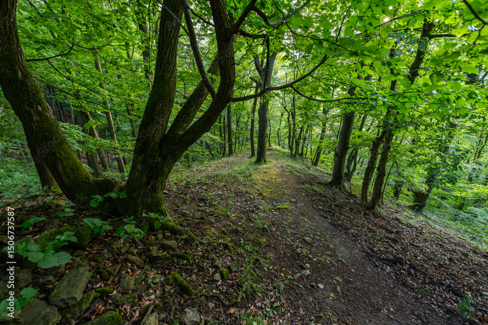 Forest path Forest path