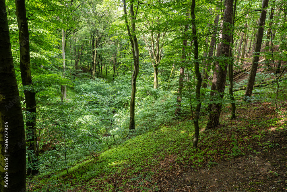 Obraz premium Forest path