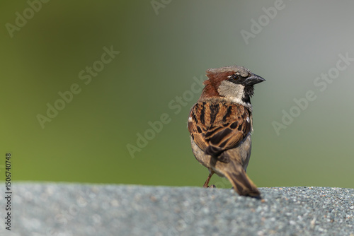 Spatz
