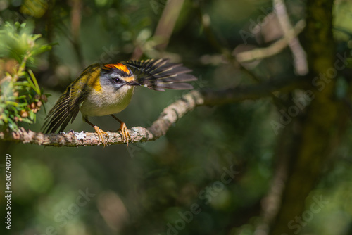 Sommergoldhähnchen
